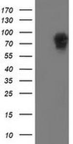 LRRC50 Antibody in Western Blot (WB)