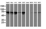 TFR2 Antibody in Western Blot (WB)