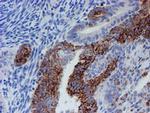 CYB5R1 Antibody in Immunohistochemistry (Paraffin) (IHC (P))