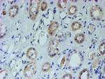 CYB5R1 Antibody in Immunohistochemistry (Paraffin) (IHC (P))