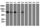 TFR2 Antibody in Western Blot (WB)