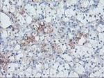 SERPINE2 Antibody in Immunohistochemistry (Paraffin) (IHC (P))