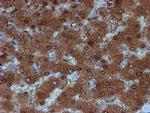 SAT2 Antibody in Immunohistochemistry (Paraffin) (IHC (P))