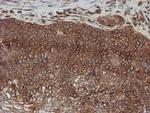 SCFD1 Antibody in Immunohistochemistry (Paraffin) (IHC (P))