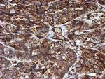 SCFD1 Antibody in Immunohistochemistry (Paraffin) (IHC (P))