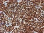 SCFD1 Antibody in Immunohistochemistry (Paraffin) (IHC (P))