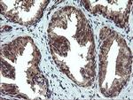 PPAT Antibody in Immunohistochemistry (Paraffin) (IHC (P))