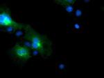 FXYD3 Antibody in Immunocytochemistry (ICC/IF)