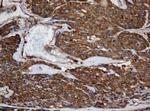 SCFD1 Antibody in Immunohistochemistry (Paraffin) (IHC (P))