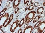 SCFD1 Antibody in Immunohistochemistry (Paraffin) (IHC (P))