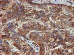 SCFD1 Antibody in Immunohistochemistry (Paraffin) (IHC (P))