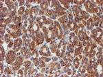 SCFD1 Antibody in Immunohistochemistry (Paraffin) (IHC (P))