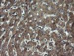 DOK7 Antibody in Immunohistochemistry (Paraffin) (IHC (P))