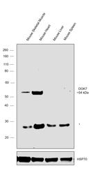 DOK7 Antibody in Western Blot (WB)