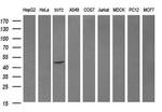 DOK7 Antibody in Western Blot (WB)