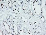 SENP2 Antibody in Immunohistochemistry (Paraffin) (IHC (P))