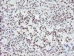 SENP2 Antibody in Immunohistochemistry (Paraffin) (IHC (P))