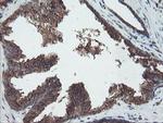 DPH2 Antibody in Immunohistochemistry (Paraffin) (IHC (P))