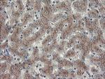 DPH2 Antibody in Immunohistochemistry (Paraffin) (IHC (P))