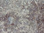 DPH2 Antibody in Immunohistochemistry (Paraffin) (IHC (P))