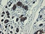 DPH2 Antibody in Immunohistochemistry (Paraffin) (IHC (P))