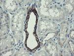 DPH2 Antibody in Immunohistochemistry (Paraffin) (IHC (P))