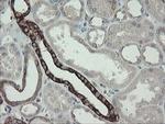 DPH2 Antibody in Immunohistochemistry (Paraffin) (IHC (P))