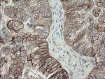 DPH2 Antibody in Immunohistochemistry (Paraffin) (IHC (P))