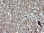 DPH2 Antibody in Immunohistochemistry (Paraffin) (IHC (P))