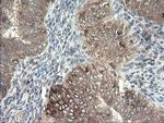 DPH2 Antibody in Immunohistochemistry (Paraffin) (IHC (P))