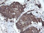 DPH2 Antibody in Immunohistochemistry (Paraffin) (IHC (P))