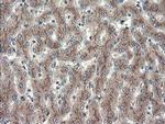 ACBD3 Antibody in Immunohistochemistry (Paraffin) (IHC (P))