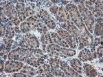 ACBD3 Antibody in Immunohistochemistry (Paraffin) (IHC (P))