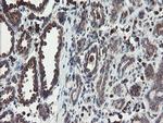 ACBD3 Antibody in Immunohistochemistry (Paraffin) (IHC (P))