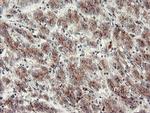 ACBD3 Antibody in Immunohistochemistry (Paraffin) (IHC (P))