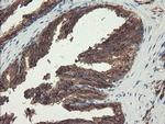 ACBD3 Antibody in Immunohistochemistry (Paraffin) (IHC (P))