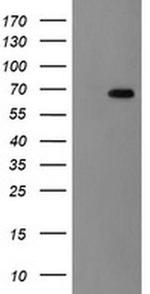 ACBD3 Antibody in Western Blot (WB)