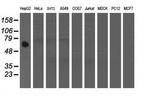 ACBD3 Antibody in Western Blot (WB)