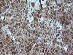 ADH7 Antibody in Immunohistochemistry (Paraffin) (IHC (P))