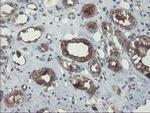 VBP1 Antibody in Immunohistochemistry (Paraffin) (IHC (P))