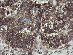 COMMD1 Antibody in Immunohistochemistry (Paraffin) (IHC (P))