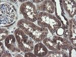 COMMD1 Antibody in Immunohistochemistry (Paraffin) (IHC (P))