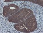 COMMD1 Antibody in Immunohistochemistry (Paraffin) (IHC (P))