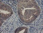 COMMD1 Antibody in Immunohistochemistry (Paraffin) (IHC (P))