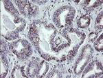 NRIP3 Antibody in Immunohistochemistry (Paraffin) (IHC (P))