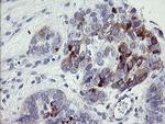 NRIP3 Antibody in Immunohistochemistry (Paraffin) (IHC (P))