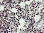 UBE2J1 Antibody in Immunohistochemistry (Paraffin) (IHC (P))