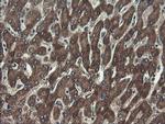 UBE2J1 Antibody in Immunohistochemistry (Paraffin) (IHC (P))