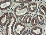 UBE2J1 Antibody in Immunohistochemistry (Paraffin) (IHC (P))