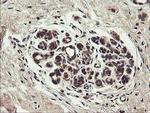 UBE2J1 Antibody in Immunohistochemistry (Paraffin) (IHC (P))